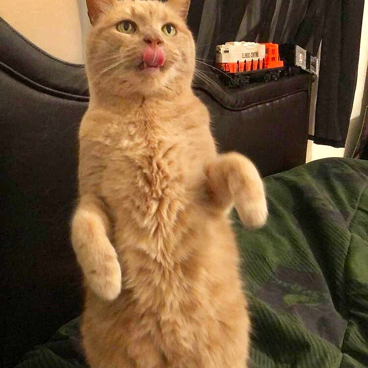 Jasper joined the competition — help win amazing prizes! animal, brush, cat, couch, cushion, device, face, furniture, head, homedecor, indoors, kitten, manx, person, pet, photography, plant, portrait, pottedplant, tool