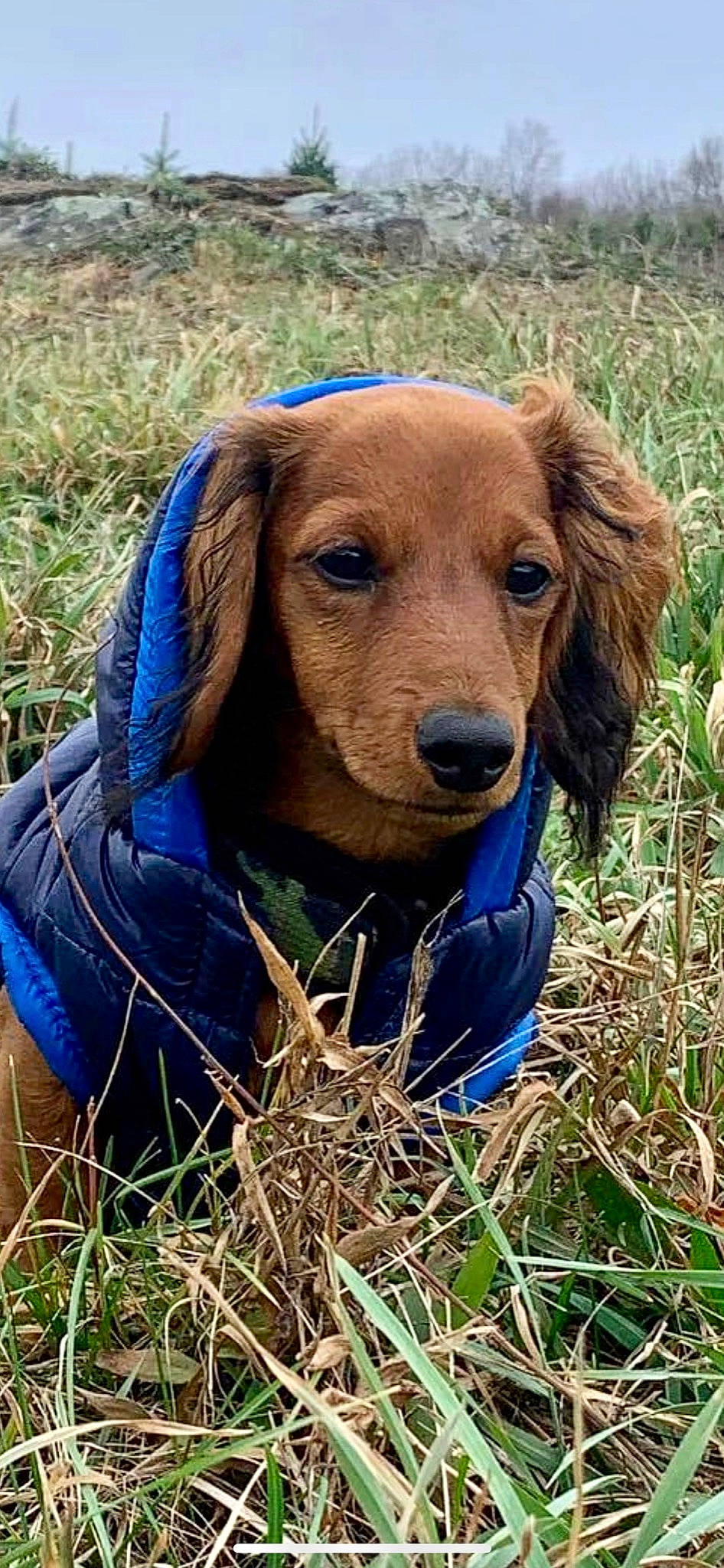 Gavin joined the competition — help win amazing prizes! canidae, carnivore, companion_dog, dog, dog_breed, dog_supply, electric_blue, fawn, grass, gun_dog, hat, hound, liver, pet_supply, plant, snout, soil, sporting_group, wood, working_animal