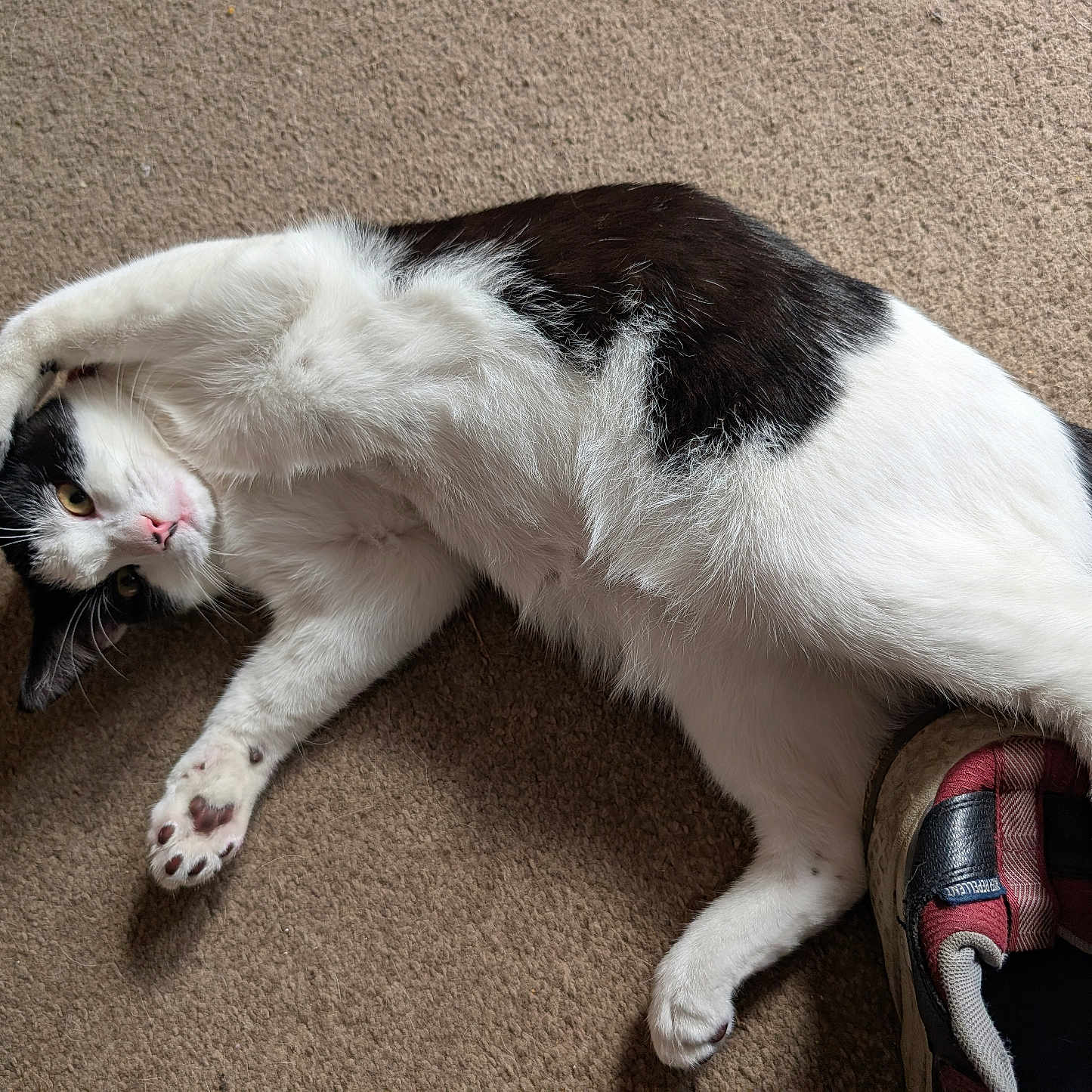 Milo is registered to the contest to win money with this photo: animal, black_and_white, carpet, cat, claw, cute, domestic, ear, feline, fur, indoor, nose, paw, pet, playful, relaxed, shoe, stretching, tail, whiskers