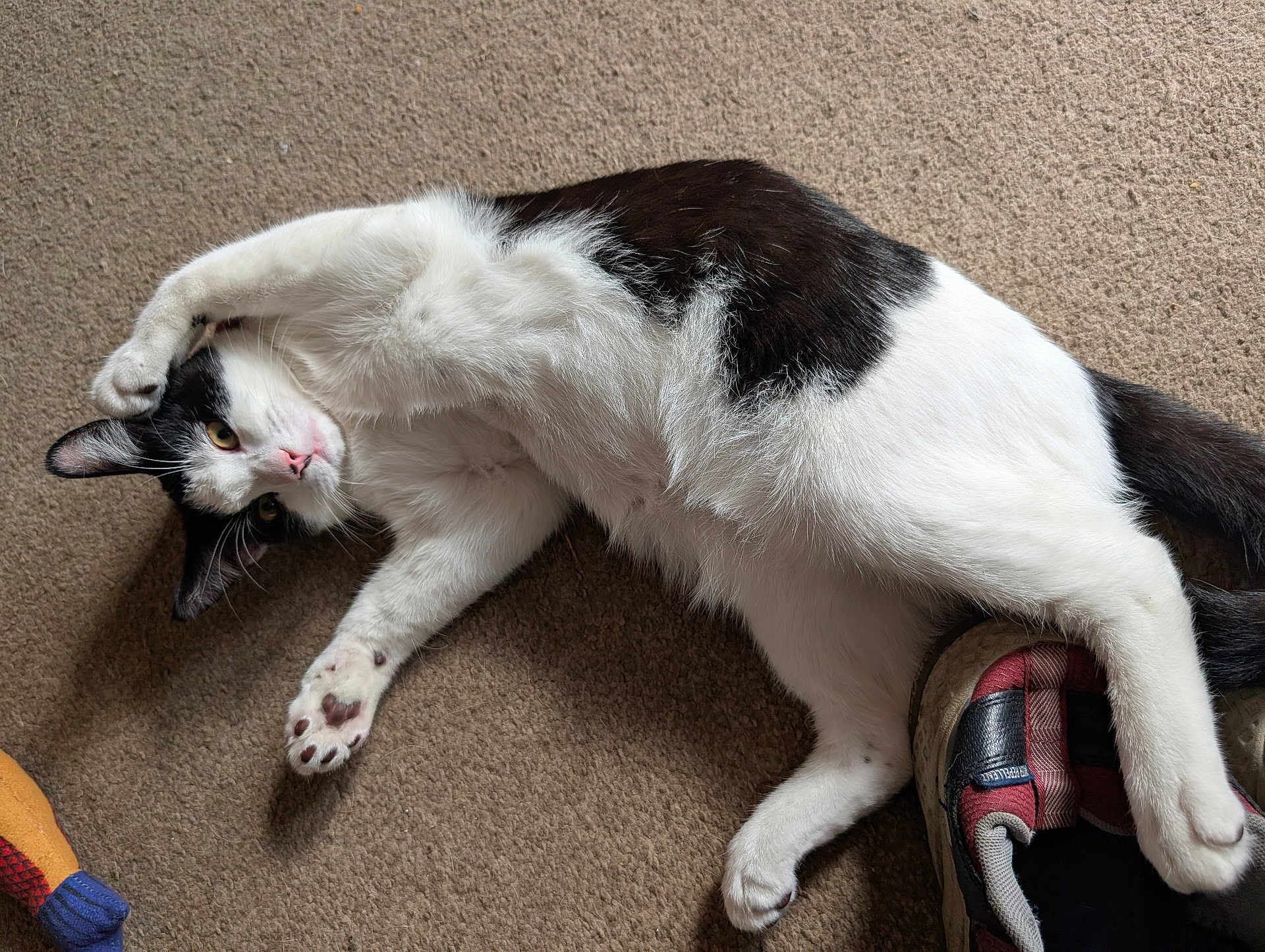 Milo is registered to the contest to win money with this photo: cat, black_and_white, carpet, shoe, paw, stretching, pet, indoor, feline, relaxed, playful, animal, whiskers, fur, claw, nose, ear, tail, domestic, cute