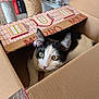 Milo joined the competition — help win amazing prizes! cat, black_and_white, cardboard_box, indoor, pet, curious, feline, whiskers, ears, eyes, carpet, cat_tree, playful, closeup, household, animal, cute, domestic, looking_out, box