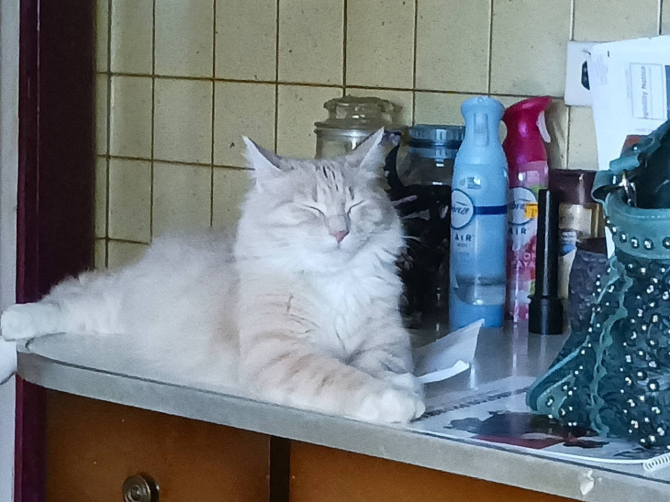 Buttercup is registered to the contest to win money with this photo: bottle, british_longhair, cabinetry, carnivore, cat, drawer, felidae, fur, gas, glass, kitchen_appliance, plastic_bottle, refrigerator, room, shelf, shelving, small_to_medium_sized_cats, tail, water_bottle, whiskers