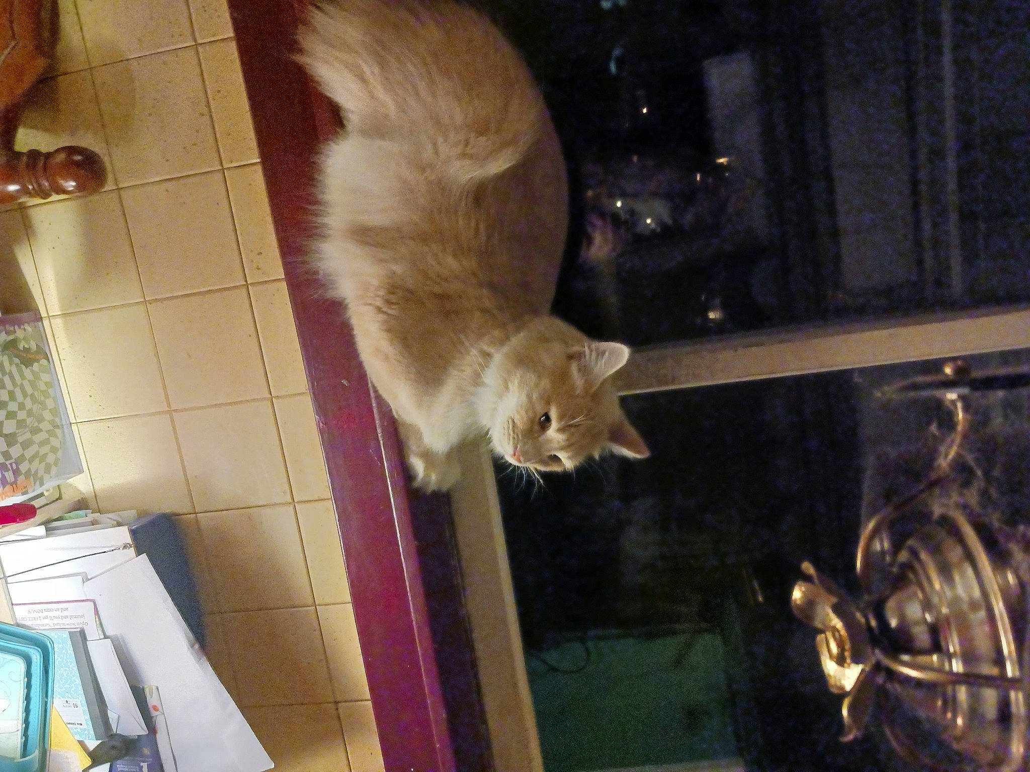 Buttercup joined the competition — help win amazing prizes! bicycle_wheel, carnivore, cat, domestic_short_haired_cat, fawn, felidae, flooring, fur, rim, room, small_to_medium_sized_cats, snout, spoke, tail, thai, wheel, whiskers, wood