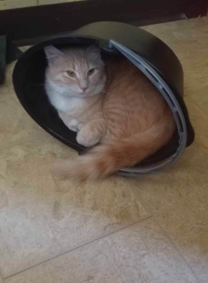 Buttercup is registered to the contest to win money with this photo: carnivore, cat, comfort, domestic_short_haired_cat, fawn, felidae, flooring, fur, grey, hardwood, small_to_medium_sized_cats, tail, terrestrial_animal, whiskers, wood