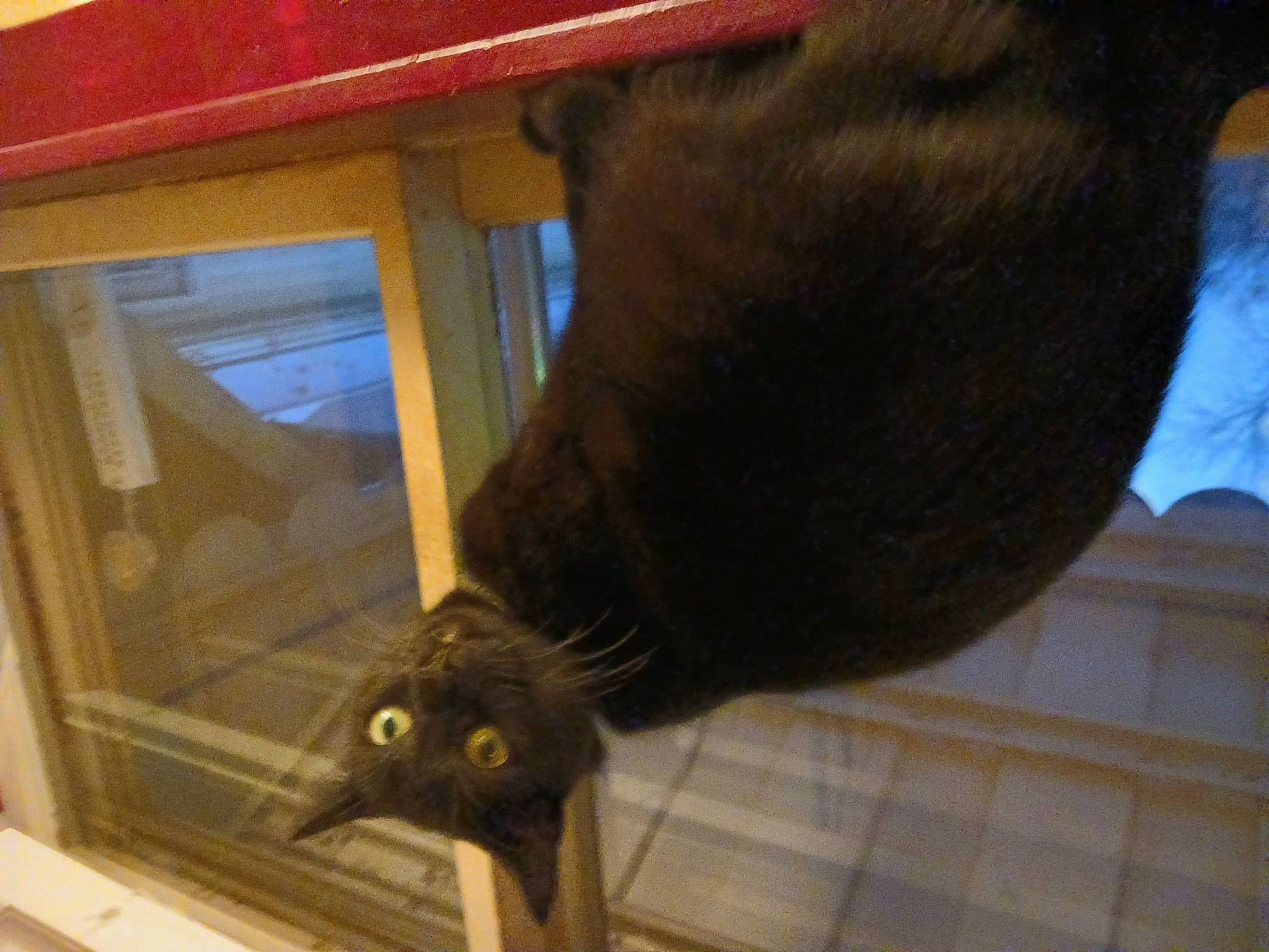 Midnight is registered to the contest to win money with this photo: black_cat, bombay, carnivore, cat, cat_supply, claw, domestic_short_haired_cat, felidae, foot, fur, human_leg, liver, pet_supply, small_to_medium_sized_cats, tail, terrestrial_animal, whiskers, window, wood, working_animal