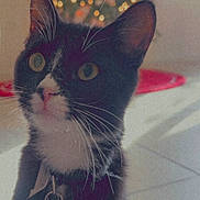 Piccolo joined the competition — help win amazing prizes! cat, tuxedo_cat, pet, indoor, christmas_tree, holiday_lights, decorations, collar, tag, curious, whiskers, floor, rug, blurred_background, festive, domestic_animal, black_and_white, cute, closeup, warm_lighting