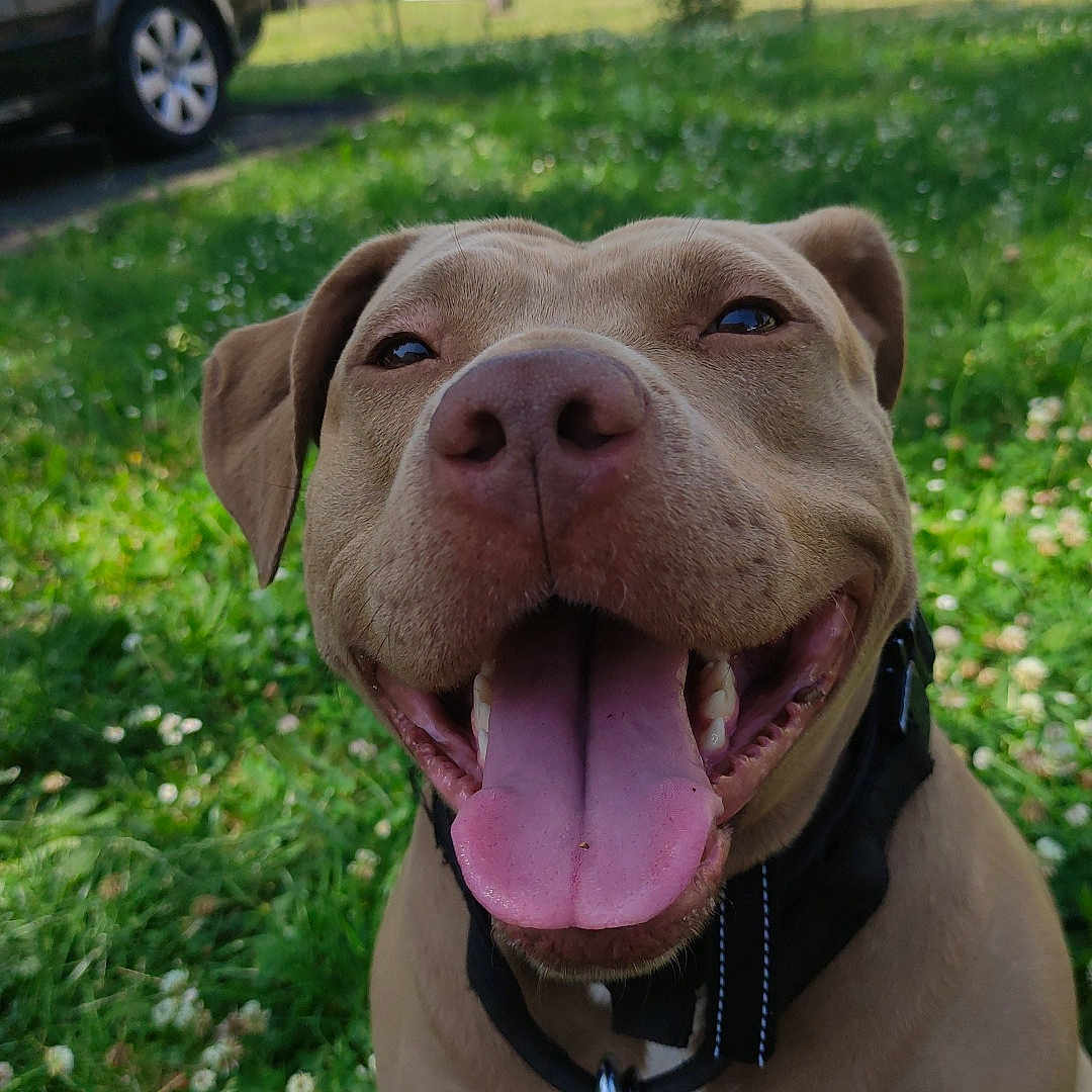 Luna participe au concours pour gagner de l'argent avec cette photo : animal, backyard, canine, car, closeup, collar, daylight, dog, friendly, grass, greenery, happy, house, leash, nature, outdoor, pet, playful, smiling, tongue_out