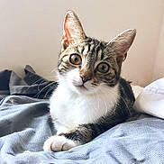 Oupss participe au concours pour gagner de l'argent avec cette photo : aegean_cat, american_shorthair, american_wirehair, cat, cat_like_mammal, domestic_short_haired_cat, dragon_li, european_shorthair, eye, fauna, fur, kitten, organ, paw, small_to_medium_sized_cats, snout, tabby_cat, whiskers