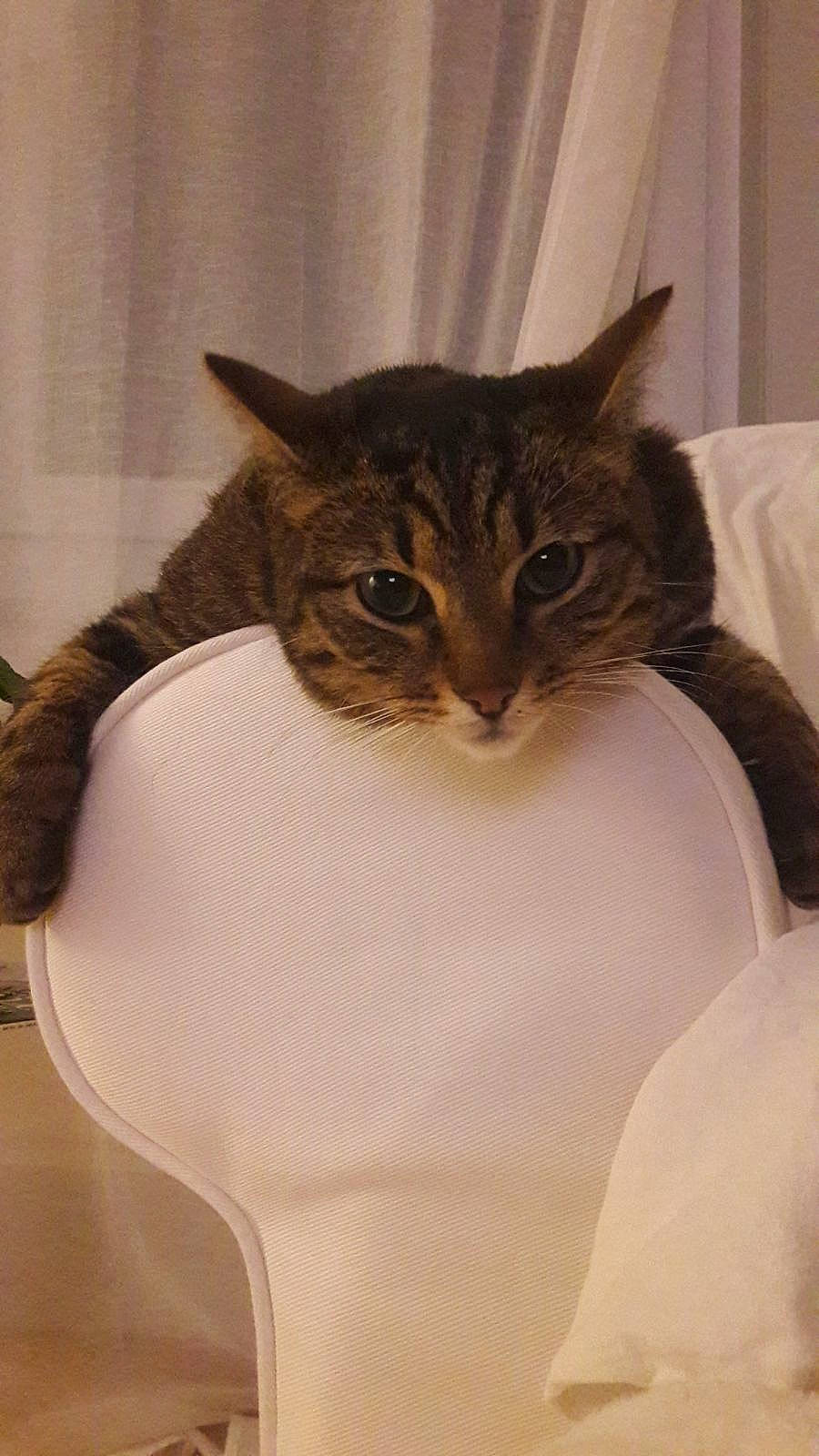 Brindille a rejoint le concours — aidez-le/la à gagner de superbes lots ! asian, carnivore, cat, domestic_short_haired_cat, european_shorthair, felidae, fur, kitten, mammal, small_to_medium_sized_cats, tabby_cat, tail, whiskers