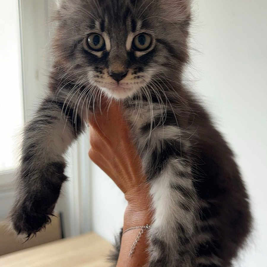 Ramsés a rejoint le concours — aidez-le/la à gagner de superbes lots ! abyssinian, accessories, angora, animal, bodypart, bracelet, cat, desk, face, furniture, head, jewelry, kitten, manx, person, pet, photography, portrait, table, wood