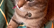 Pink a rejoint le concours — aidez-le/la à gagner de superbes lots ! cat, tabby, pet, animal, feline, bed, blanket, striped, closeup, indoor, resting, relaxed, fur, whiskers, collar, paws, cute, domestic, orange, green