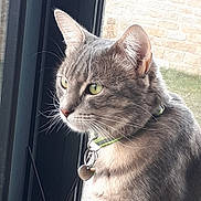 Pink a rejoint le concours — aidez-le/la à gagner de superbes lots ! cat, tabby, gray_cat, green_eyes, collar, indoor, window, whiskers, pet, feline, looking_out, close_up, animal, domestic_cat, curious, focused, portrait, fur, ears, tag