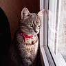 Pink a rejoint le concours — aidez-le/la à gagner de superbes lots ! cat, tabby_cat, pet, indoor, window, reflection, green_eyes, collar, pink_collar, feline, animal, looking_out, natural_light, portrait, curious, domestic_cat, sitting, closeup, soft_light, cozy