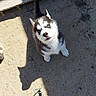 puppy, husky, dog, blue_eyes, shadow, rake, outdoor, sand, curious, pet, animal, garden, playful, young_dog, sunlight, black_and_white_fur, looking_up, cute, small, ears