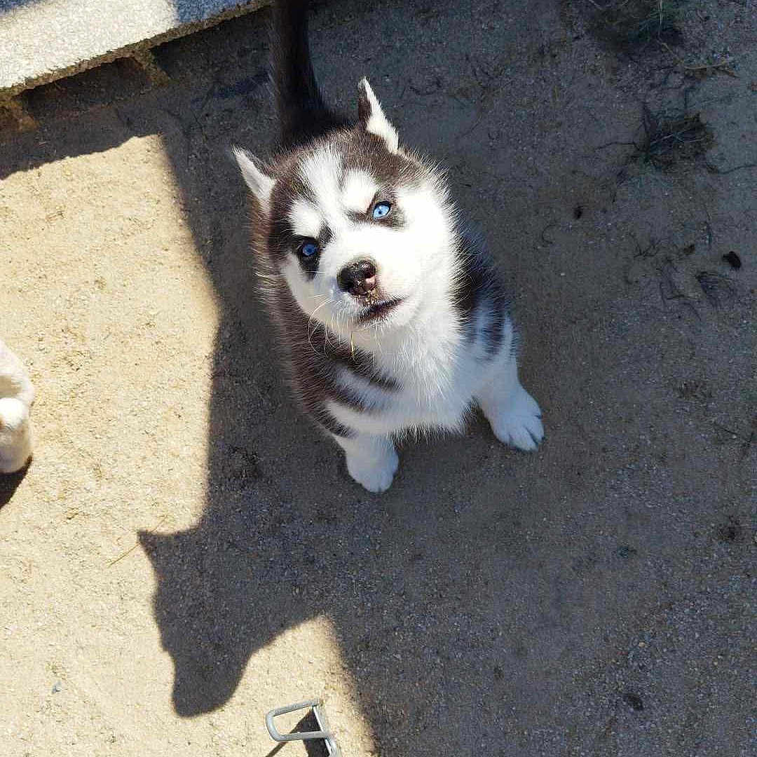 Ruby a rejoint le concours — aidez-le/la à gagner de superbes lots ! puppy, husky, dog, blue_eyes, shadow, rake, outdoor, sand, curious, pet, animal, garden, playful, young_dog, sunlight, black_and_white_fur, looking_up, cute, small, ears