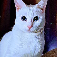 Emma is registered to the contest to win money with this photo: animal, cat, close_up, cute, dark_background, domestic_animal, ears, face, feline, fur, indoor, large_eyes, looking_at_camera, mammal, pet, pink_nose, portrait, soft_lighting, whiskers, white_cat