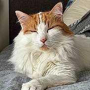 Fox a rejoint le concours — aidez-le/la à gagner de superbes lots ! animal, bedroom, blanket, cat, closeup, cozy, cute, fluffy, fur, indoor, mammal, orange, paw, pet, relaxed, resting, sleepy, soft, whiskers, white