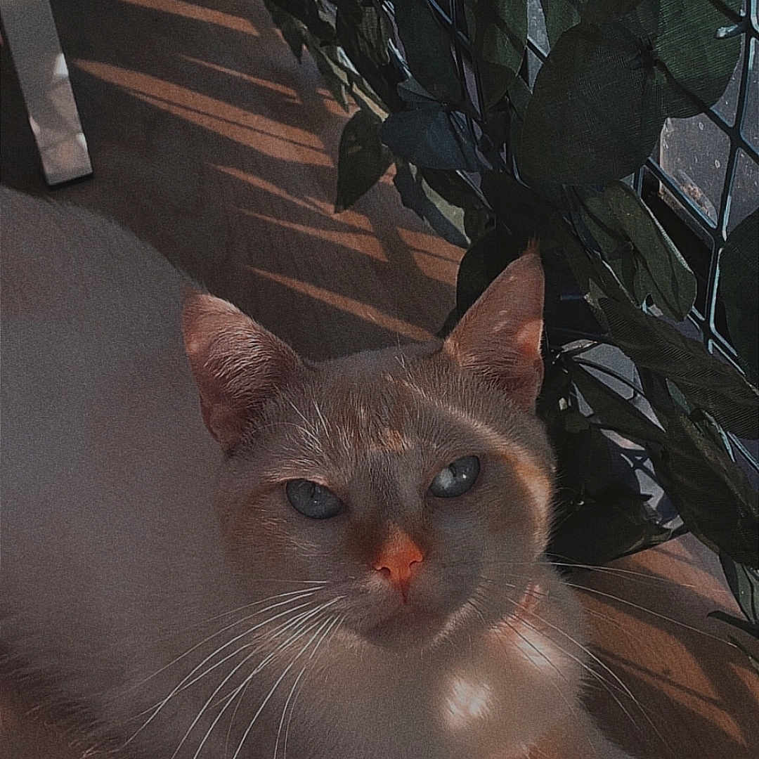 Simba participe au concours pour gagner de l'argent avec cette photo : cat, indoor, sunlight, shadow, leaf, plant, wooden_floor, relaxed, blue_eyes, pet, animal, whiskers, ears, face, paw, feline, cozy, calm, natural_light, home