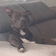 Bully participe au concours pour gagner de l'argent avec cette photo : animal, blinds, canine, comfortable, couch, dog, domestic, ears, fur, gray, home, indoor, living_room, paw, pet, relaxed, resting, snout, sunlight, window