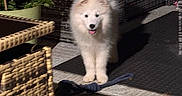 Blue participe au concours pour gagner de l'argent avec cette photo : dog, puppy, white_fur, fluffy, standing, tongue_out, outdoor, patio, wicker_furniture, outdoor_seating, plant, potted_plant, toy, pet, animal, cute, portrait, dark_background, home, floor