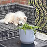 puppy, dog, white_fur, fluffy, small_dog, lying_down, sleepy, cute, outdoor, patio, garden, chair, wicker_furniture, potted_plant, greenery, brick_wall, metal_railing, table, portrait, daylight