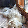 dog, white_dog, fluffy, sleeping, resting, lying_down, pet, indoors, tile_floor, glass_door, wooden_frame, window, sunlight, long_fur, tail, snout, black_nose, relaxed, home, nap