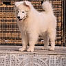 puppy, dog, white_dog, fluffy, standing, happy, smiling, outdoor, patio, tile, wicker, furniture, tail, curled_tail, fur, pet, portrait, young_dog, playful, animal