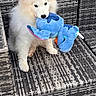 puppy, dog, white_dog, fluffy, animal, pet, toy, plush_toy, dragon_toy, blue_toy, sitting, outdoor, patio, chair, wicker, furniture, portrait, cute, playful, mouth_holding_toy