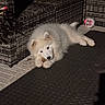 puppy, dog, white_fur, fluffy, lying_down, sleepy, chew_toy, pet, outdoor, patio, wicker_furniture, cushion, woven_surface, black_floor, plush_toy, cute, animal, portrait, cozy, playful