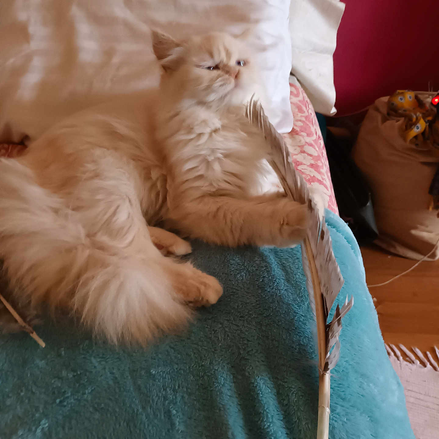 Tania participe au concours pour gagner de l'argent avec cette photo : accessories, angora, animal, architecture, bag, blade, cat, chair, couch, cushion, dagger, furniture, handbag, homedecor, kitten, knife, linen, pet, weapon, wood
