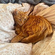 Tom joined the competition — help win amazing prizes! cat, ginger_cat, sleeping, curled_up, pet, animal, feline, whiskers, ears, tail, fur, orange_fur, bed, blanket, bedding, cozy, indoors, home, relaxing, portrait