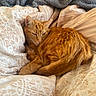 cat, ginger_cat, sleeping, curled_up, pet, animal, feline, whiskers, ears, tail, fur, orange_fur, bed, blanket, bedding, cozy, indoors, home, relaxing, portrait