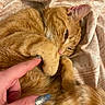 Tom joined the competition — help win amazing prizes! cat, ginger_cat, orange_fur, feline, pet, sleepy, relaxed, lying_down, curled_up, fluffy, whiskers, green_eyes, pink_nose, paw, belly, blanket, bed, human_hand, petting, cozy