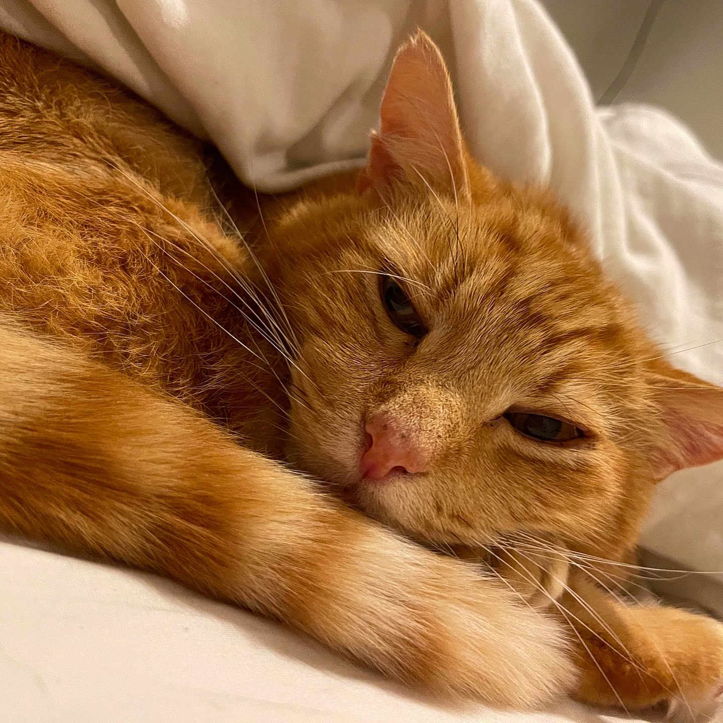 Tom is registered to the contest to win money with this photo: cat, ginger_cat, orange_fur, sleeping, sleepy, relaxed, curled_up, paws, whiskers, ears, eyes, nose, fur, pet, animal, bed, bedding, indoors, cozy, closeup