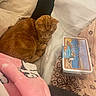 Tom is registered to the contest to win money with this photo: cats, ginger_cats, two_cats, sleeping, cuddling, pet, feline, bed, bedding, blanket, cozy, indoors, bedroom, orange_fur, whiskers, ears, relaxed, nap, decorative_tin, cartoon_blanket
