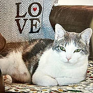 Boo Boo is registered to the contest to win money with this photo: cat, feline, animal, pet, indoor, cushion, love_text, patterned_surface, relaxed, resting, gray_and_white, fur, whiskers, ears, green_eyes, home, cozy, comfortable, close_up, portrait