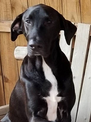 Desmond joined the competition — help win amazing prizes! black, canidae, carnivore, companion_dog, dog, dog_breed, fur, grey, gun_dog, iris, mammal, pet_supply, pointing_breed, retriever, snout, sporting_group, style, wood_stain, working_animal, working_dog