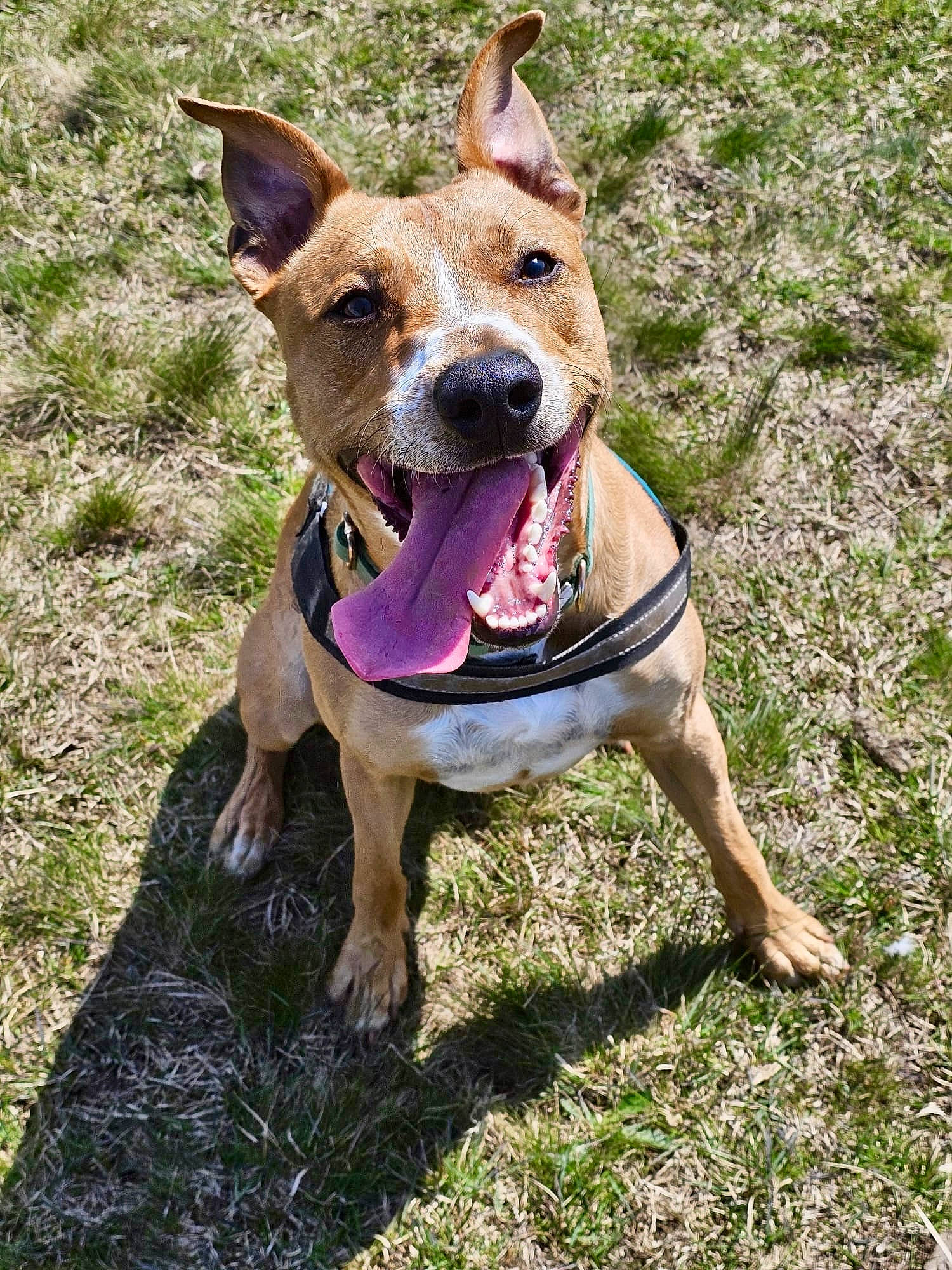 Reggie is registered to the contest to win money with this photo: ancient_dog_breeds, canidae, carnivore, collar, companion_dog, dog, dog_breed, dog_collar, dog_supply, fawn, grass, guard_dog, hunting_dog, non_sporting_group, plant, sporting_group, working_animal, working_dog