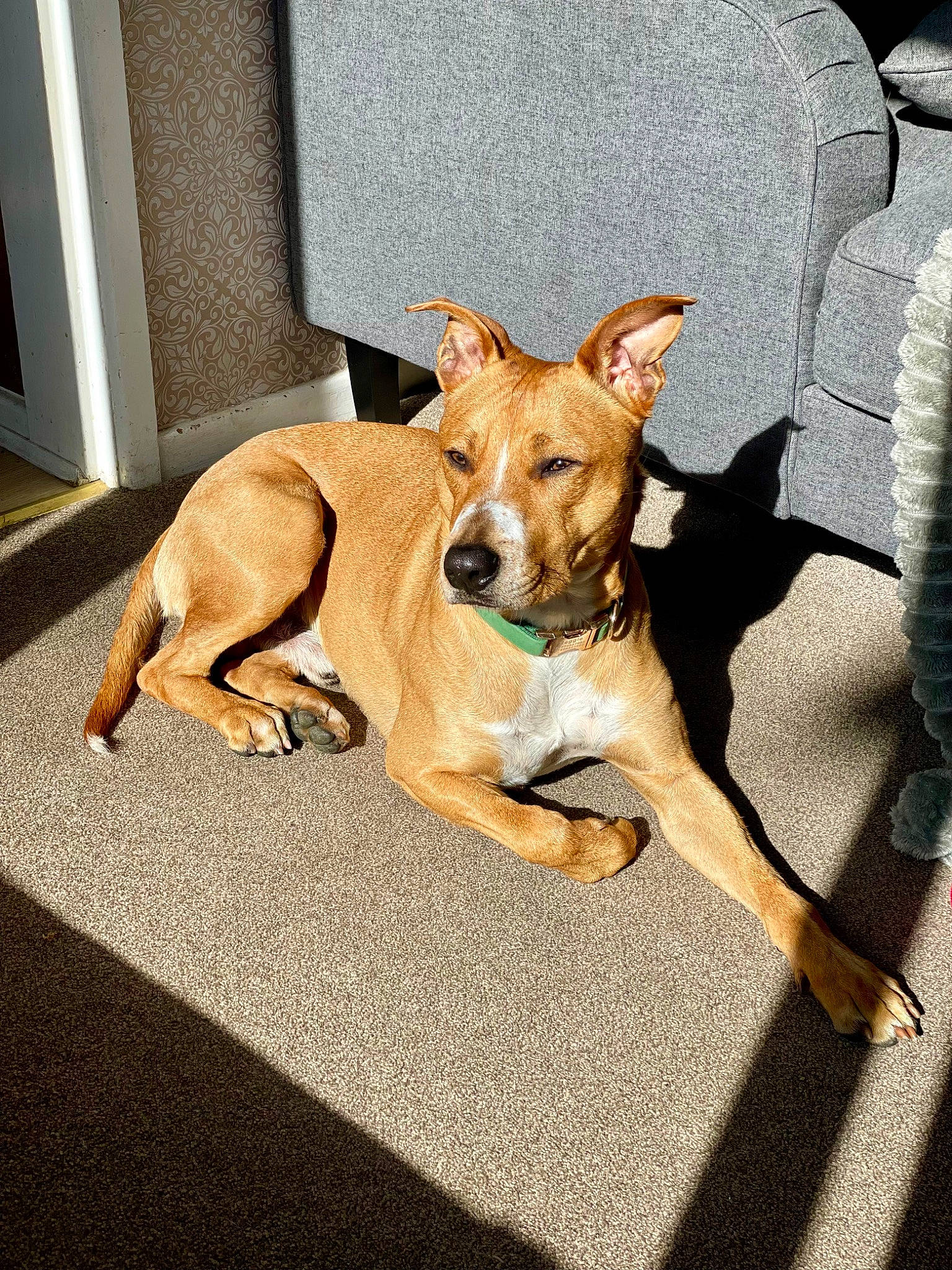 Reggie is registered to the contest to win money with this photo: canidae, carnivore, collar, comfort, companion_dog, dog, dog_breed, dog_supply, door, fawn, flooring, non_sporting_group, paw, puppy, snout, sporting_group, street_dog, tail, toy_dog, working_animal