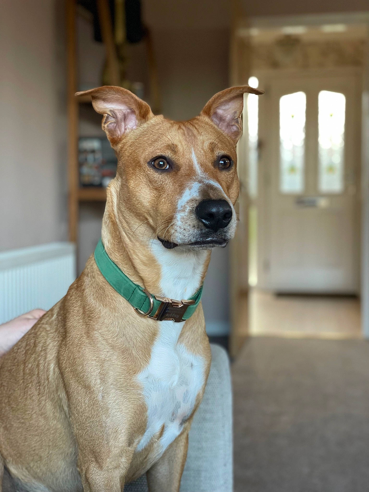 Reggie is registered to the contest to win money with this photo: ancient_dog_breeds, artifact, canidae, carnivore, collar, companion_dog, dog, dog_breed, dog_collar, dog_supply, fashion_accessory, fawn, fur, non_sporting_group, sporting_group, terrier, whiskers, window, wood, working_animal