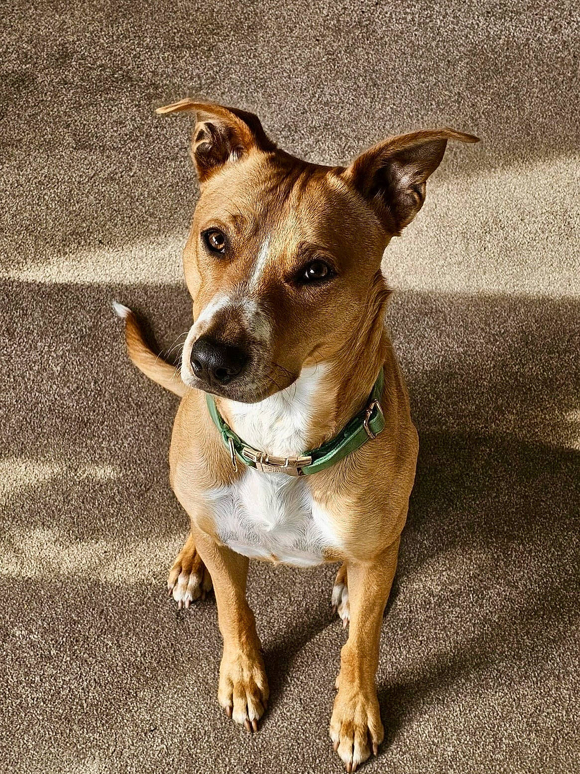 Reggie joined the competition — help win amazing prizes! ancient_dog_breeds, canidae, carnivore, collar, companion_dog, dog, dog_breed, dog_collar, dog_supply, fawn, hunting_dog, non_sporting_group, pet_supply, snout, sporting_group, terrestrial_animal, whiskers, working_animal