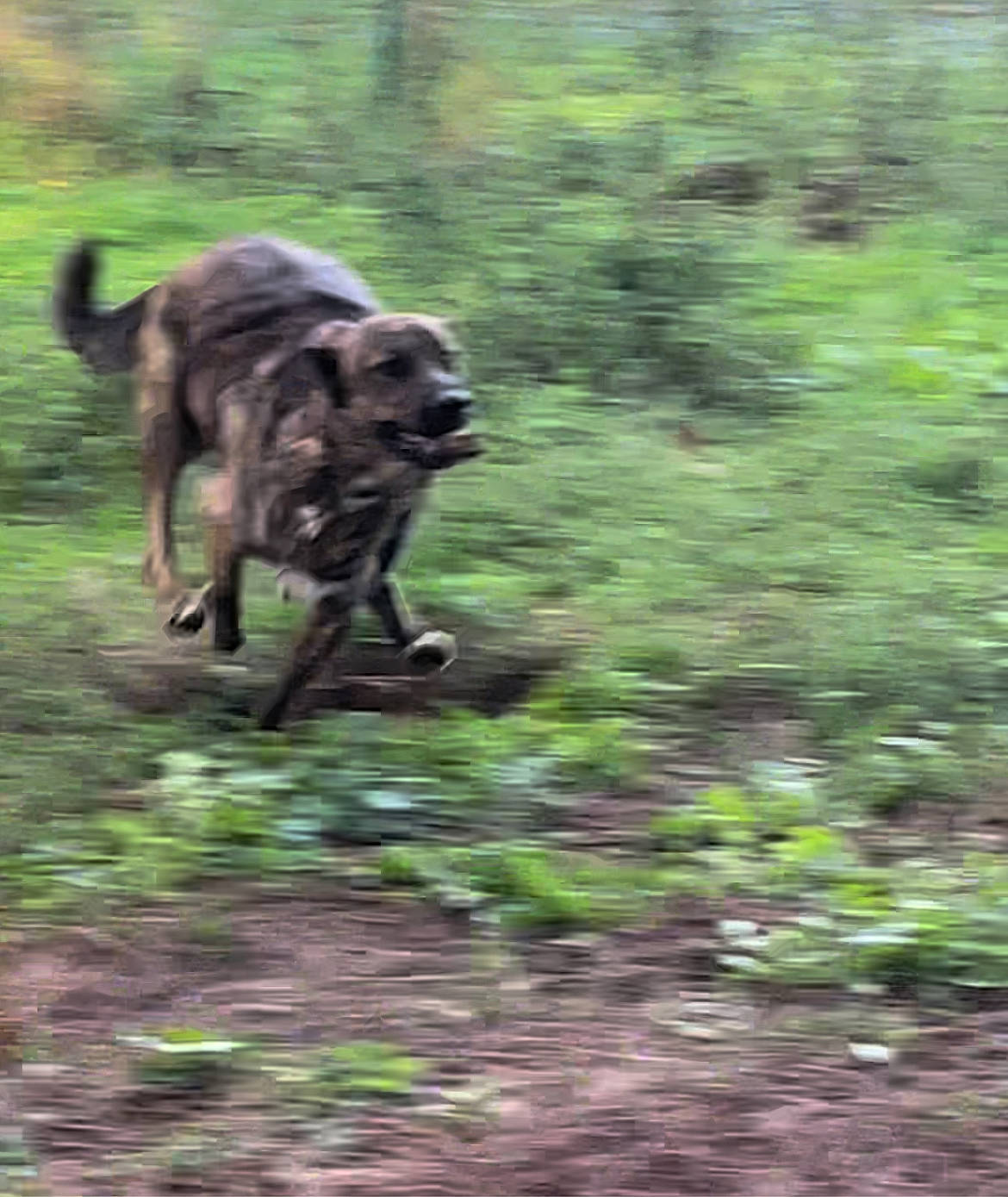 Tonka participe au concours pour gagner de l'argent avec cette photo : canidae, carnivore, companion_dog, dog, dog_breed, forest, grass, groundcover, hunting_dog, jungle, plant, soil, sporting_group, tail, terrestrial_animal, terrestrial_plant, wildlife, working_animal, working_dog