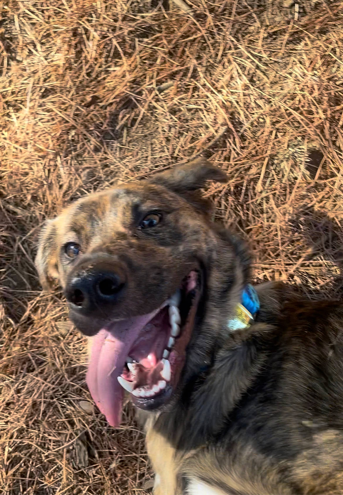 Tonka participe au concours pour gagner de l'argent avec cette photo : canidae, carnivore, collar, companion_dog, dog, dog_breed, dog_collar, fang, fawn, fur, grass, herding_dog, snout, soil, sporting_group, street_dog, terrestrial_animal, whiskers, wildlife, working_animal