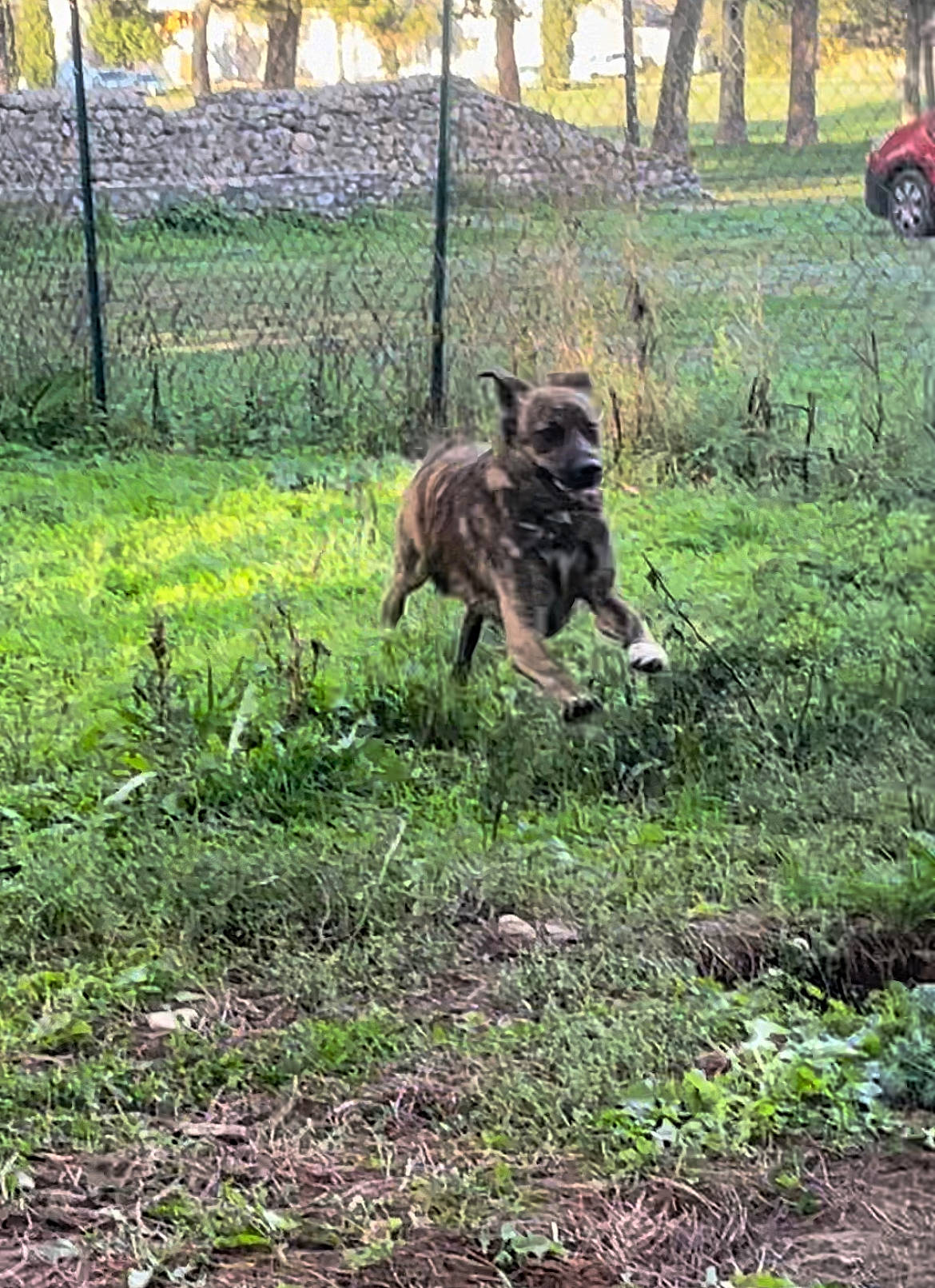Tonka a rejoint le concours — aidez-le/la à gagner de superbes lots ! carnivore, dog, dog_breed, fawn, fence, grass, groundcover, home_fencing, mesh, pasture, plant, soil, sporting_group, tail, terrestrial_animal, tire, tree, wheel, wire_fencing, working_animal