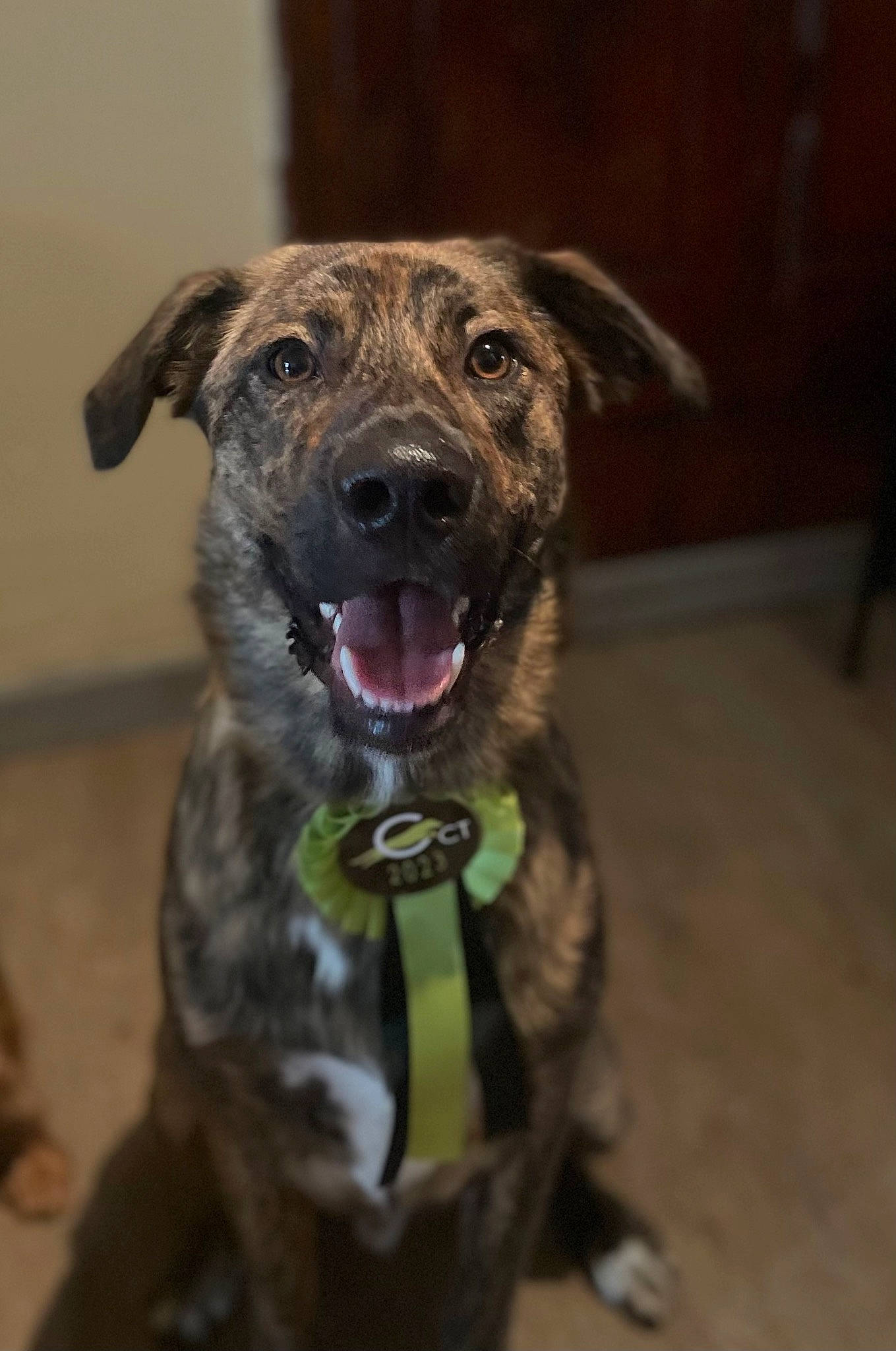 Tonka participe au concours pour gagner de l'argent avec cette photo : canidae, carnivore, collar, companion_dog, dog, dog_breed, dog_collar, fawn, fur, guard_dog, plott_hound, snout, sporting_group, terrestrial_animal, treeing_tennessee_brindle, working_animal, working_dog