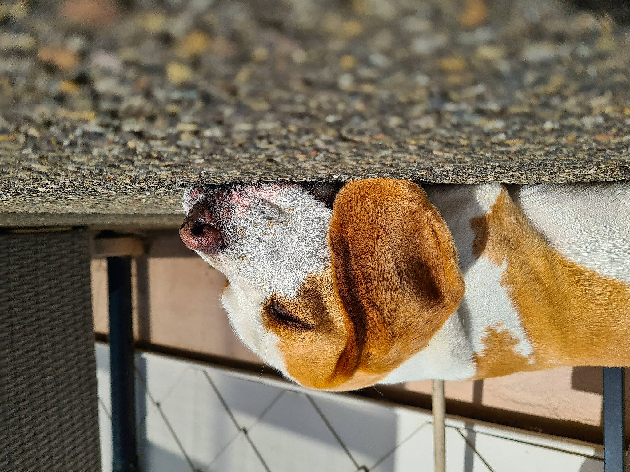 Riley participe au concours pour gagner de l'argent avec cette photo : fawn, fence, fur, mesh, metal, snout, sporting_group, tail, terrestrial_animal, wildlife, window, wood