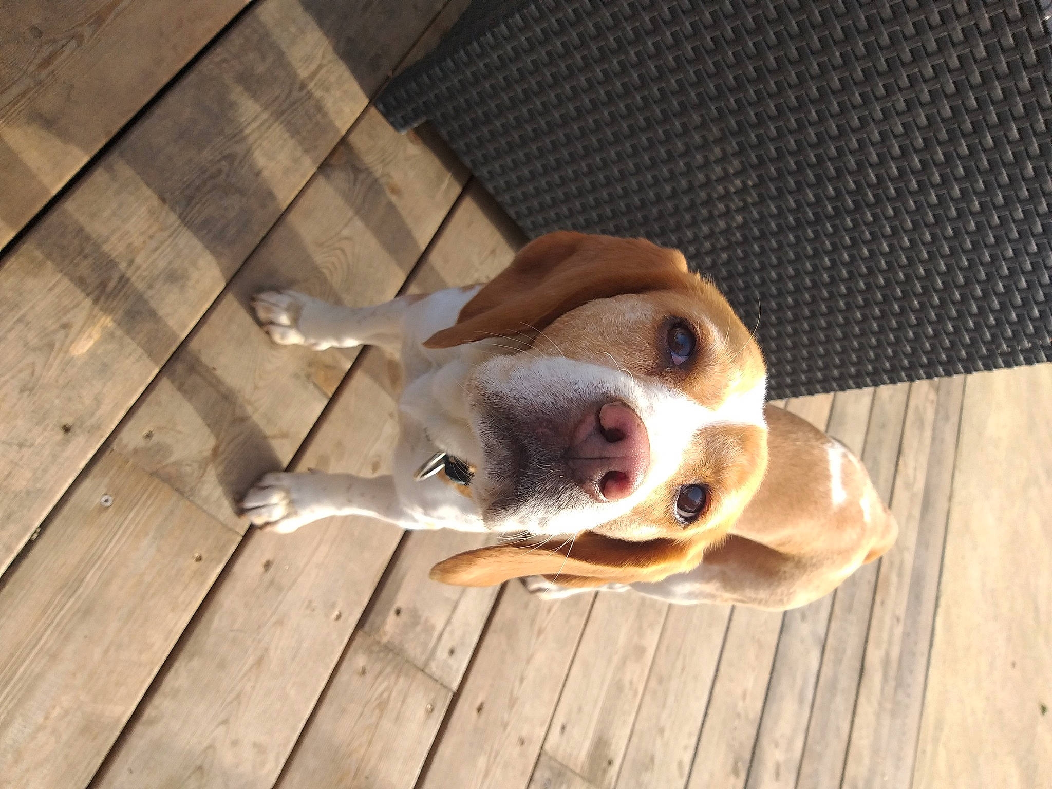 Ipipip a rejoint le concours — aidez-le/la à gagner de superbes lots ! carnivore, collar, companion_dog, dog, dog_breed, fawn, floor, flooring, hardwood, hound, paw, pet_supply, plank, scent_hound, snout, sporting_group, whiskers, wood, wood_stain, working_animal