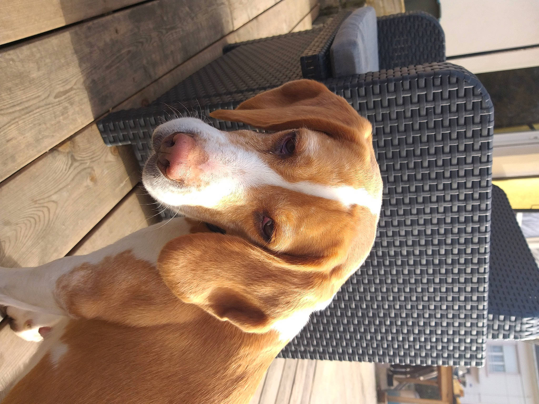 Ipipip a rejoint le concours — aidez-le/la à gagner de superbes lots ! canidae, carnivore, comfort, companion_dog, dog, dog_breed, ear, fawn, fur, guard_dog, jaw, liver, metal, paw, selfie, snout, sporting_group, whiskers, wood, working_animal