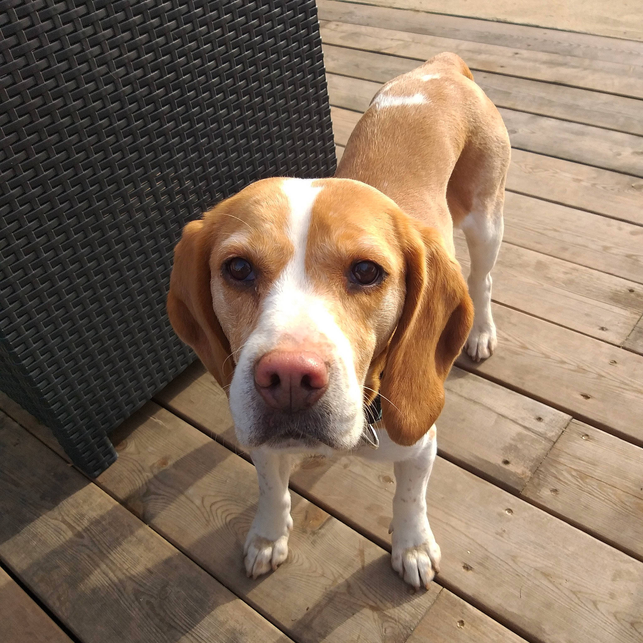 Ipipip participe au concours pour gagner de l'argent avec cette photo : canidae, carnivore, companion_dog, dog, dog_breed, fawn, flooring, hardwood, hound, hunting_dog, liver, scent_hound, snout, sporting_group, wood, working_animal