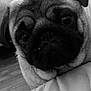 animal, bulldog, canine, dog, pet, pug, puppy